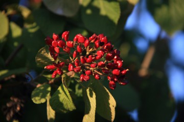 Früchte des Runzelblatt-Schneeballs, Viburnum rhytidophyllum