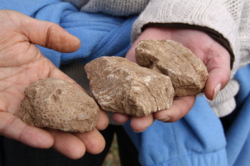Fundstücke vom  Fossilienacker bei Nettersheim