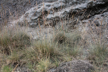 Galmei-Schaf-Schwingel, Festuca aquisgranensis, im NSG "Vieille Montagne-Altenberg" bei Kelmis (La Calamine)