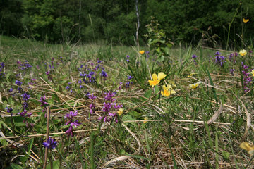 Galmeiveilchen und Gemeine Kreuzblume im Hohnbachtal