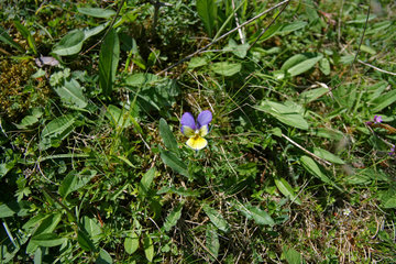 Galmeiveilchen,Viola lutea ssp. calaminaria, beim Schlangenberg, Breinigerheide, Nordeifel