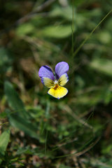 Galmeiveilchen,Viola lutea ssp. calaminaria, beim Schlangenberg, Breinigerheide, Nordeifel