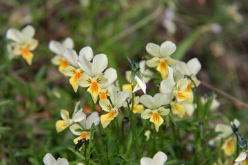 Galmeiveilchen, Viola lutea ssp. calaminaria, im NSG "Vieille Montagne-Altenberg" bei Kelmis (La Calamine)
