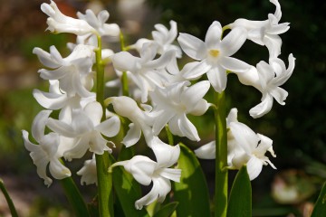 Gartenhyazinthen, Hyacinthus orientalis