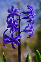 Gartenhyazinthen, Hyacinthus orientalis