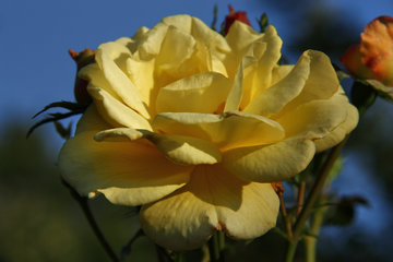 Gelbe Rose im Hospizgarten des Hortus Dialogus