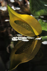 Gelbe Scheincalla, Lysichiton americanus, in einem Gartenteich