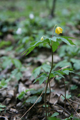 Gelbe Windröschen, Anemone ranunculoides