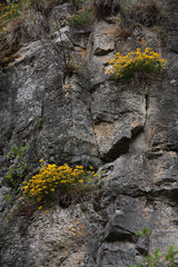Gewöhnlicher Hufeisenklee, Hippocrepis comosa, auf dem Dolomitfelsen der Munterley, Gerolsteiner Dolomiten