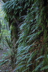 Gewöhnlicher Tüpfelfarn, Polypodium vulgare, an einer Felswand, Salmtal