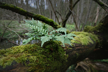 Gewöhnlicher Tüpfelfarn, Polypodium vulgare, im Hohnbachtal