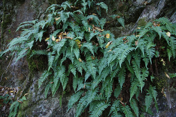 Gewöhnlicher Tüpfelfarn, Polypodium vulgare, im Liesertal, Vulkaneifel