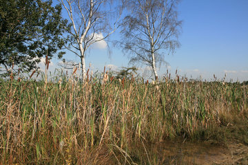 Gewässer mit Rohrkolben in der Drover Heide