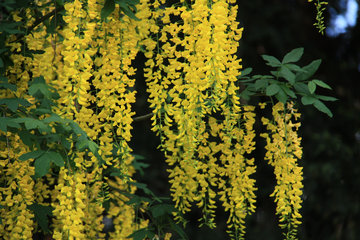 Goldregen, Giftpflanze des Jahres 2012