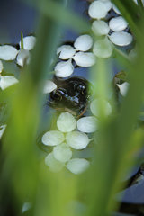 Grasfrosch, Rana temporaria, mit Blütenblättern