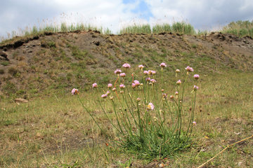 Grasnelke, Armeria elongata, im NSG "Vieille Montagne-Altenberg" bei Kelmis (La Calamine)