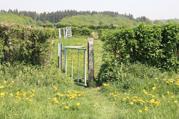 Grenzroute 1 mit Drehsperre in der Hecken- und Wiesenlandschaft bei Raeren, B.