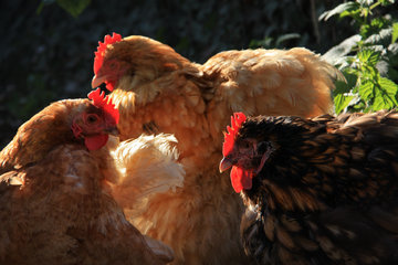 Hühner beim  "De Smidse", Epen, NL