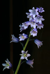 Hasenglöckchen, Hyacinthoides