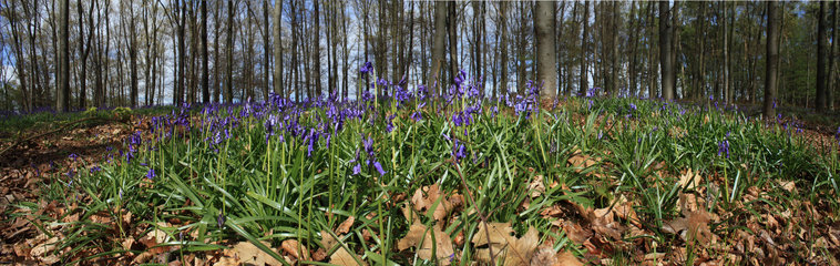 Hasenglöckchen im Wald der blauen Blumen bei Doveren (Hückelhoven)