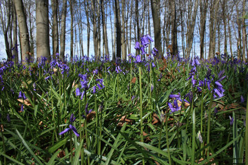 Hasenglöckchen im Wald der blauen Blumen bei Doveren (Hückelhoven)