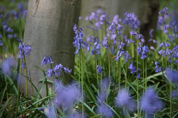  Hasenglöckchen im "Wald der blauen Blumen" bei Hückelhoven-Doveren