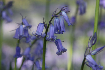  Hasenglöckchen im "Wald der blauen Blumen" bei Hückelhoven-Doveren