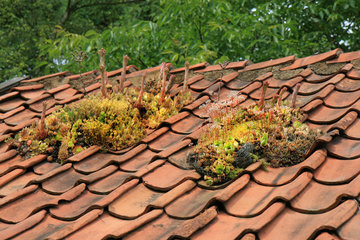 Hauswurz auf einem Dach, Kasteeltuin Oud-Valkenburg