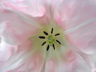 Hell-rosa Tulpe, Tulipa