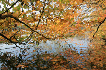 Herbst am Cranenweyer