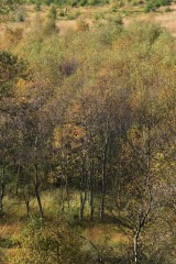 Herbst im Polleur-Venn