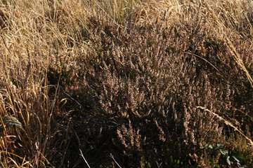 Herbstliche Besenheide, Calluna vulgaris,Todtenbruch bei Hürtgenwald
