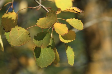Herbstliche Espe oder Zitterpappel