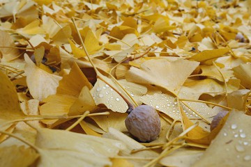 Herbstliche Ginkgobätter mit Ginkgopflaume