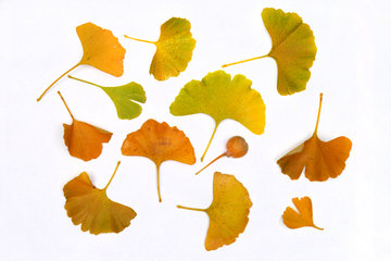 Herbstliche Ginkoblätter mit Ginko-Frucht