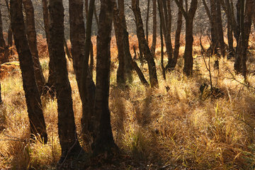 Herbstlicher Birkenwald im Todtenbruch bei Hürtgenwald