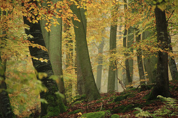 Herbstlicher Buchenwald bei Nebel
