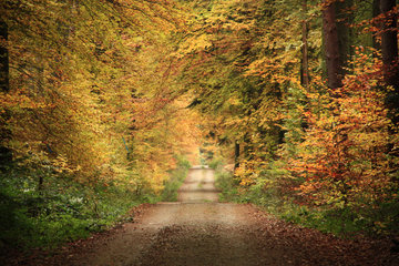 Herbstlicher Buchenwald südlich von Zemmer