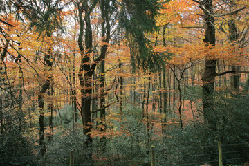Herbstlicher Wald bei der Dreilägerbachtalsperre