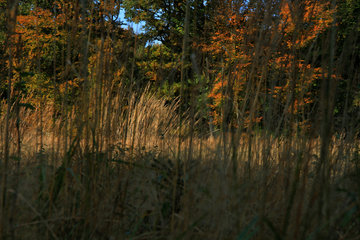 Herbstliches Farbenspiel im Münsterwald, Nordeifel