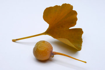 Herbstliches Ginkoblatt mit Ginko-Frucht