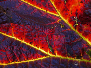 Herbstliches Schildblatt, Peltiphyllum peltatum, Detail