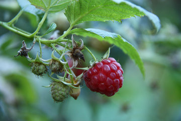 Himbeere, Rubus idaeus