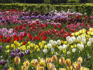 Historische Tulpen im "Hortus Bulborus" in Limmen, NL