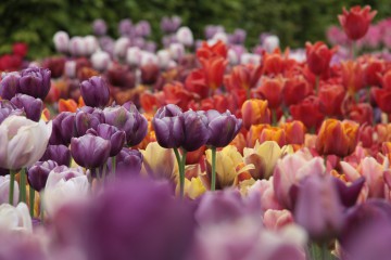 Historische Tulpen im "Hortus Bulborus" in Limmen, NL