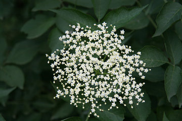Holunderblüte, Sambucus nigra                                     