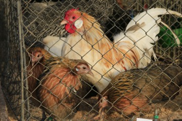 Hühner auf dem Schafmarkt in Mayen