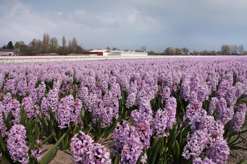 Hyazinthenanbau in den Niederlanden