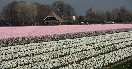 Hyazinthenanbau in den Niederlanden