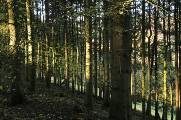 Im Kalltal westlich von Simonskall, Gemeinde Hürtgenwald
